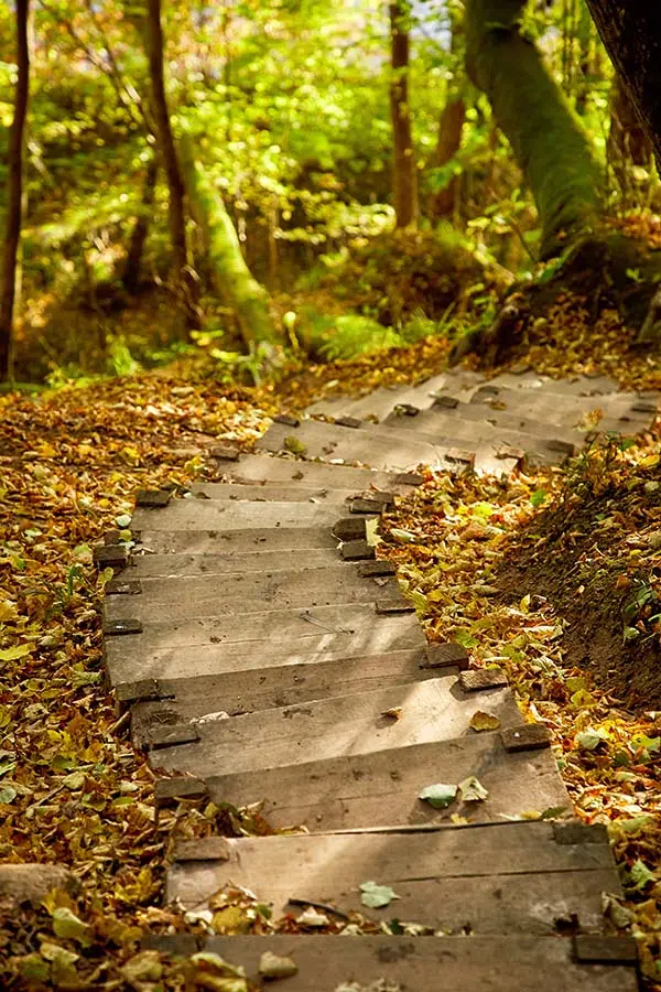 Houten wenteltrap met herfst weer in het bos - Core Connection