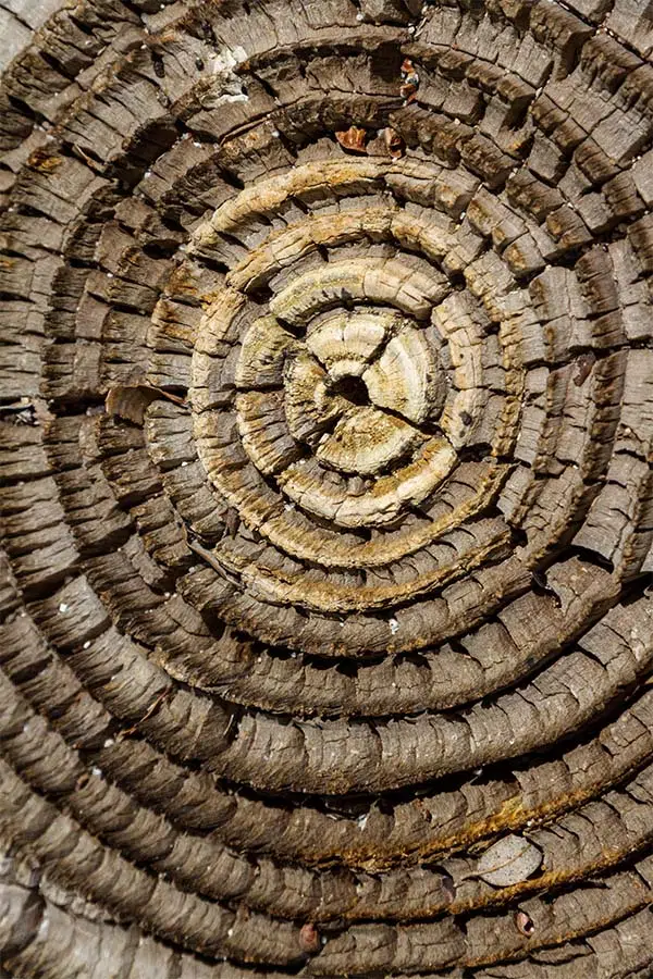 Binnenkant van een boom met levensringen - Core Connection - Core energetica